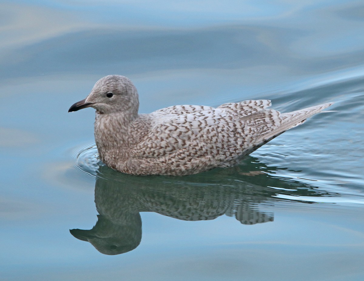 Iceland Gull - ML622904807