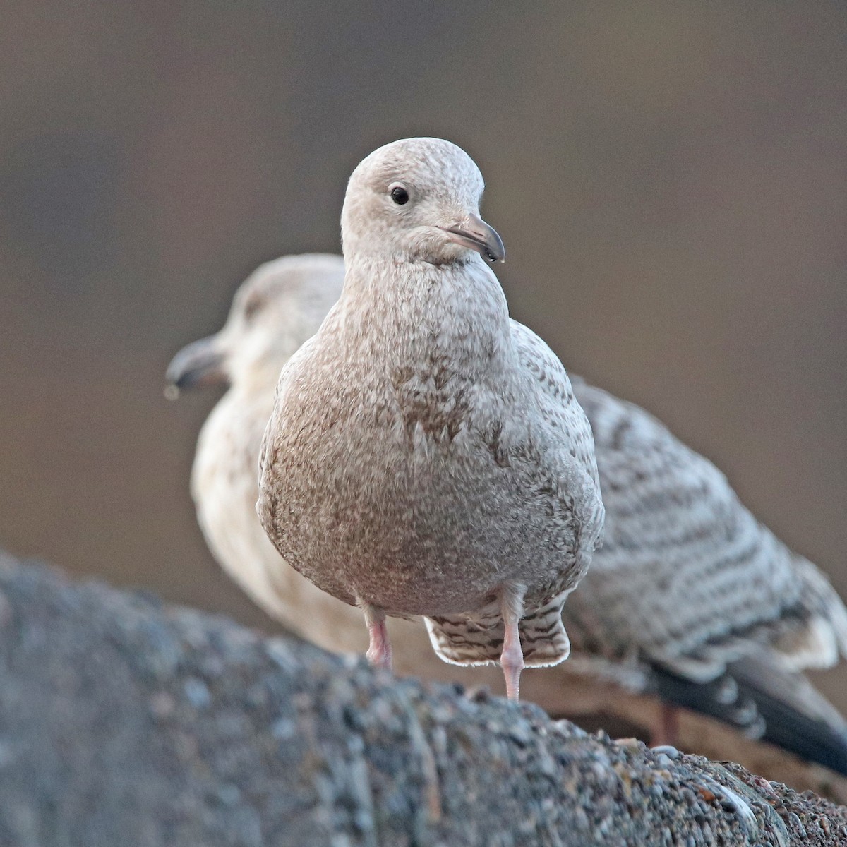 Iceland Gull - ML622904810