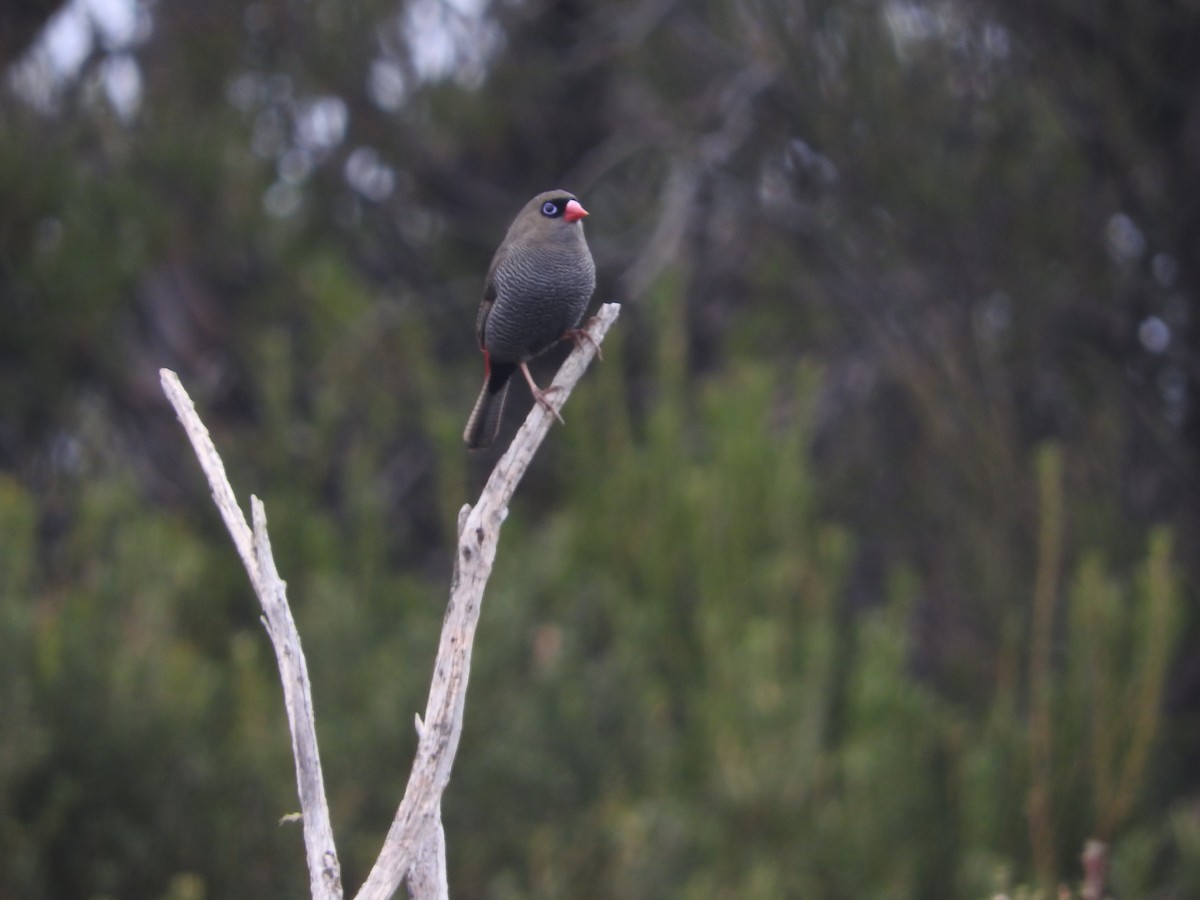 Beautiful Firetail - ML622904811