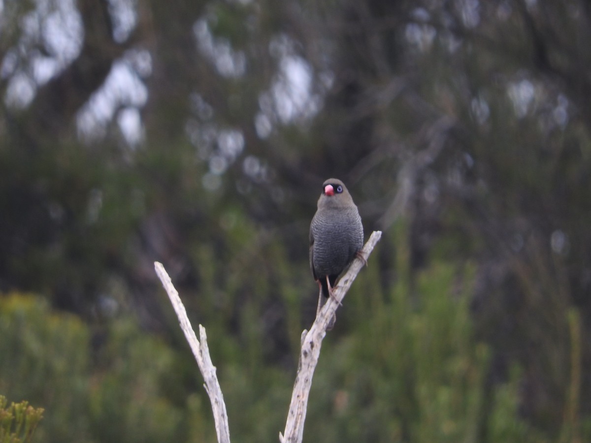 Beautiful Firetail - ML622904813