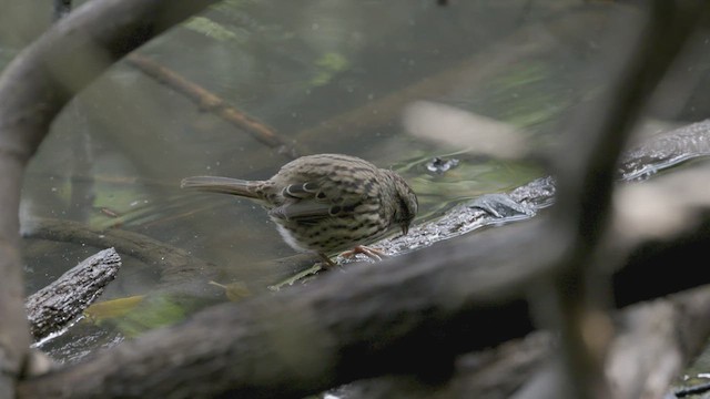 Song Sparrow - ML622904843