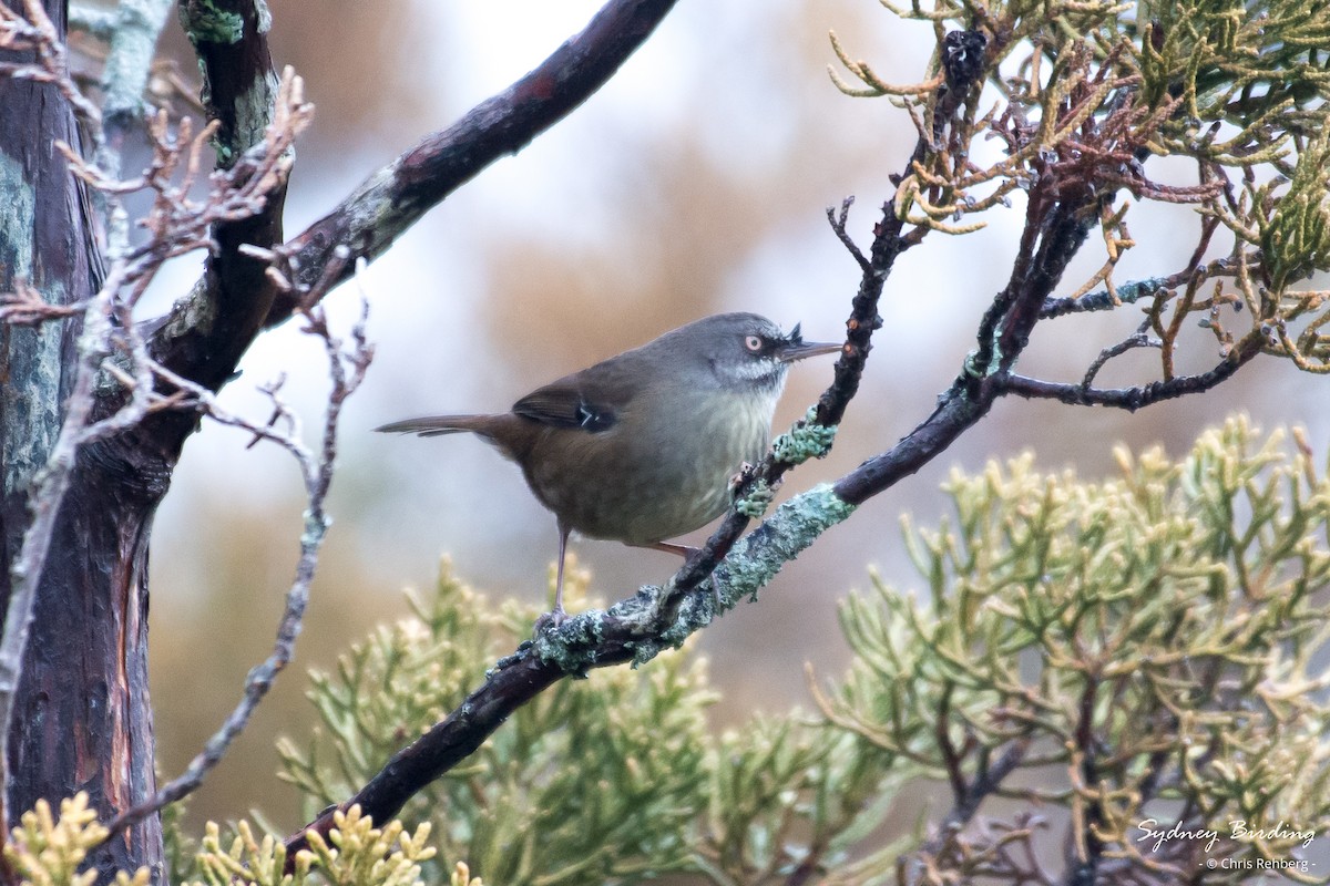 Tasmanian Scrubwren - ML622904857