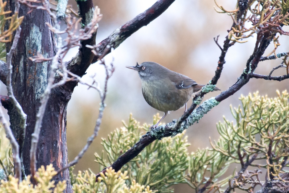 Tasmanian Scrubwren - ML622904858