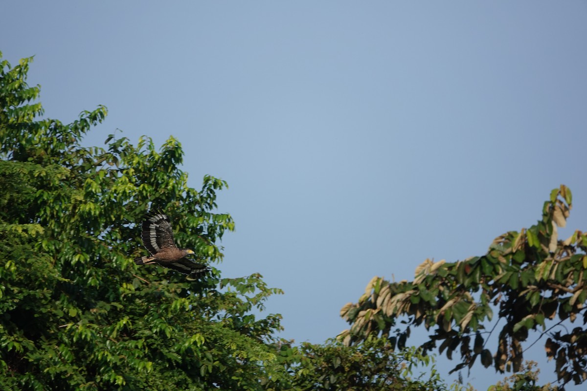 Crested Serpent-Eagle (Crested) - ML622904871