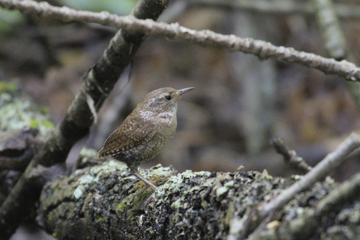 Winter Wren - ML622904886