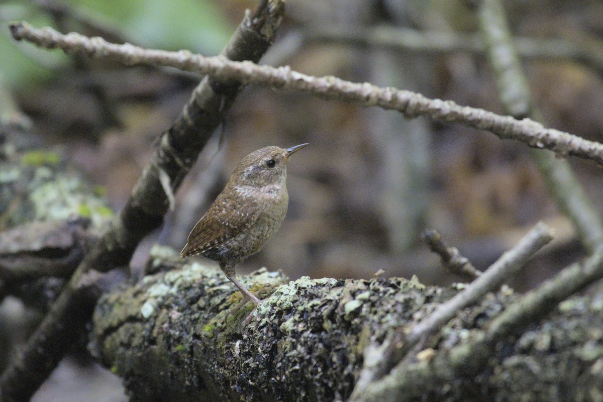 Winter Wren - ML622904887