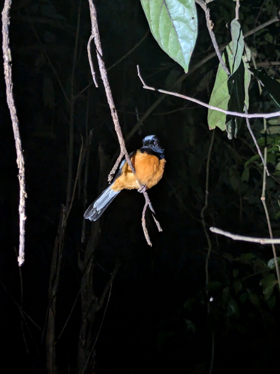 White-crowned Shama - ML622904900