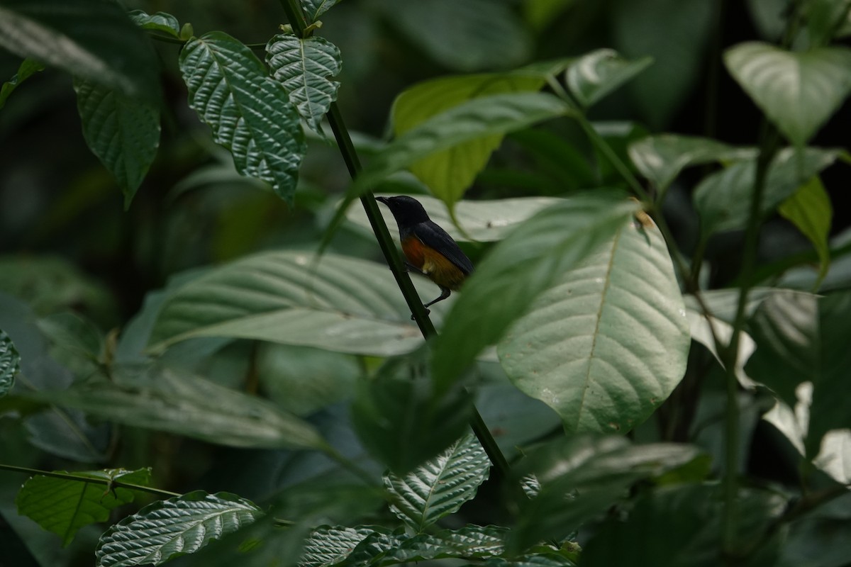 Orange-bellied Flowerpecker - ML622904933