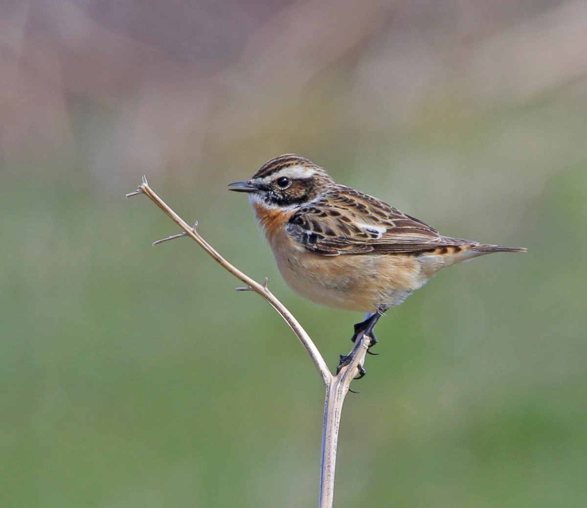 Whinchat - ML622904936