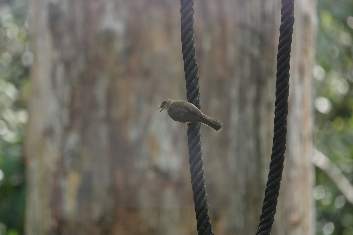 Red-eyed Bulbul - David Hancock