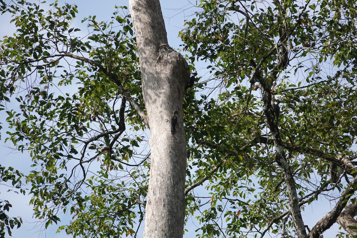 Great Slaty Woodpecker - ML622904948