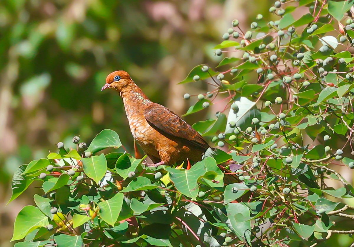 Little Cuckoo-Dove - Akshat K