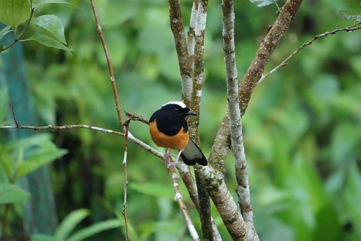 White-crowned Shama - ML622905038