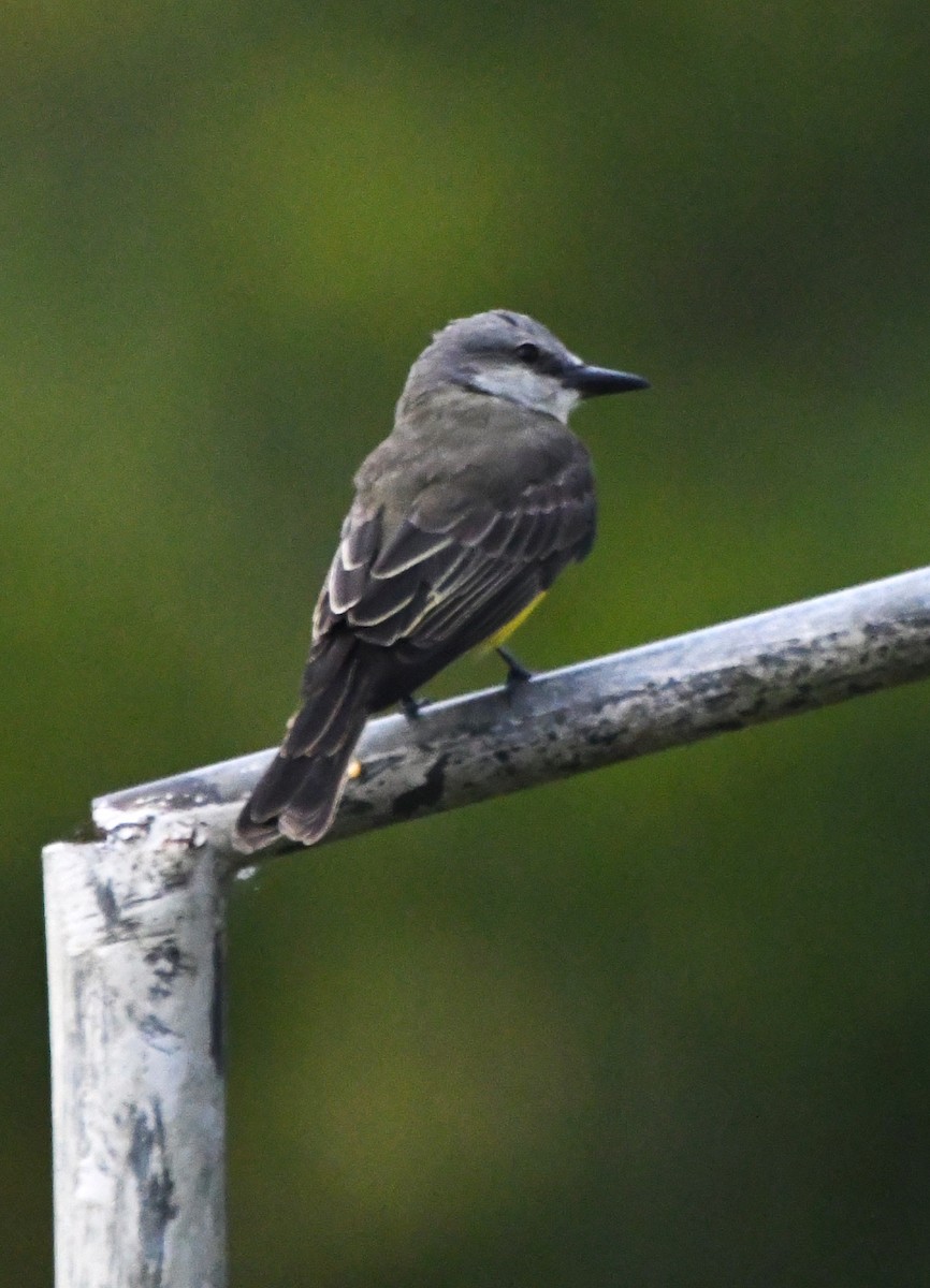 White-throated Kingbird - ML622905124