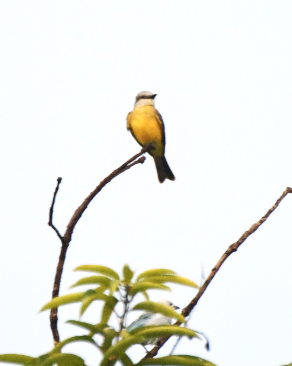 White-throated Kingbird - ML622905125