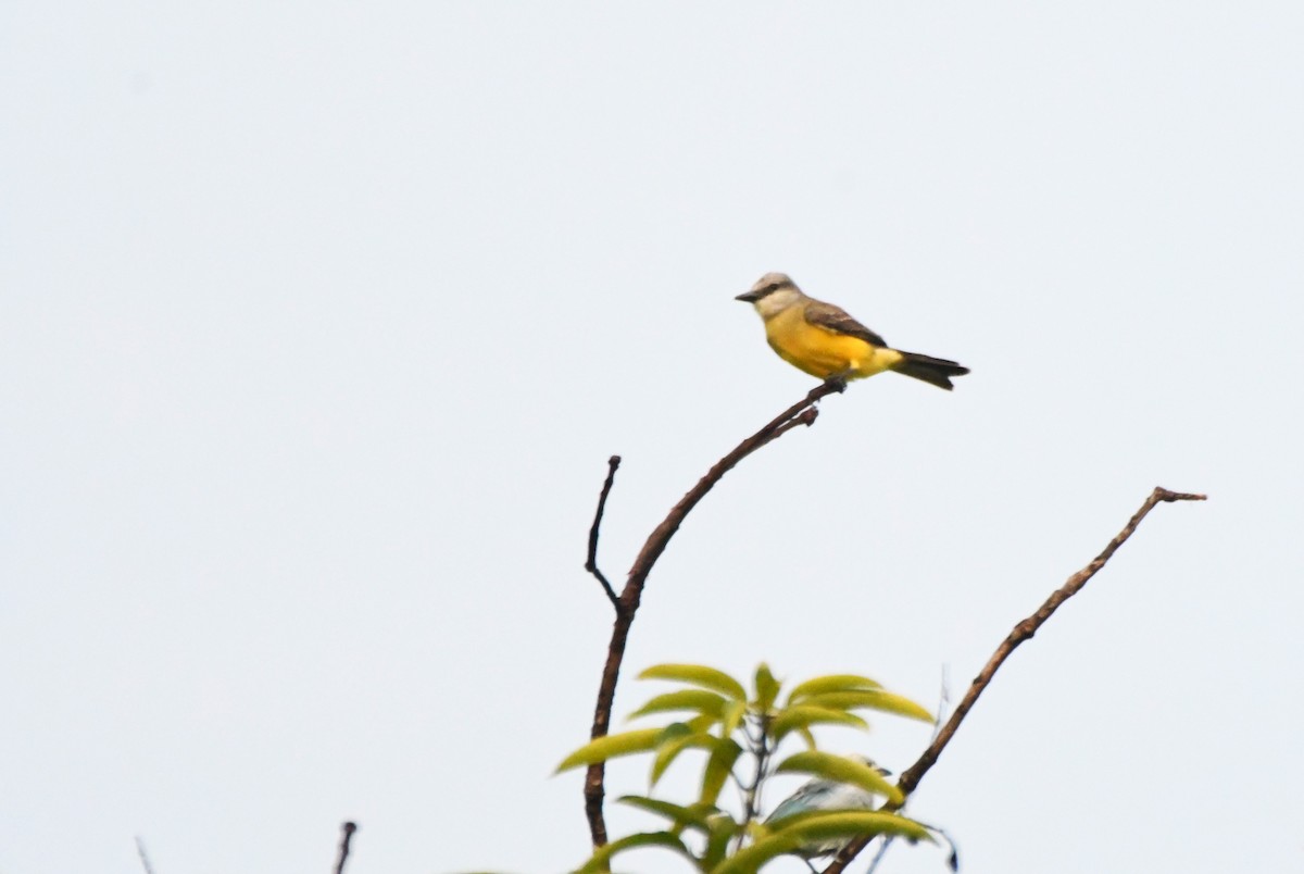 White-throated Kingbird - ML622905126