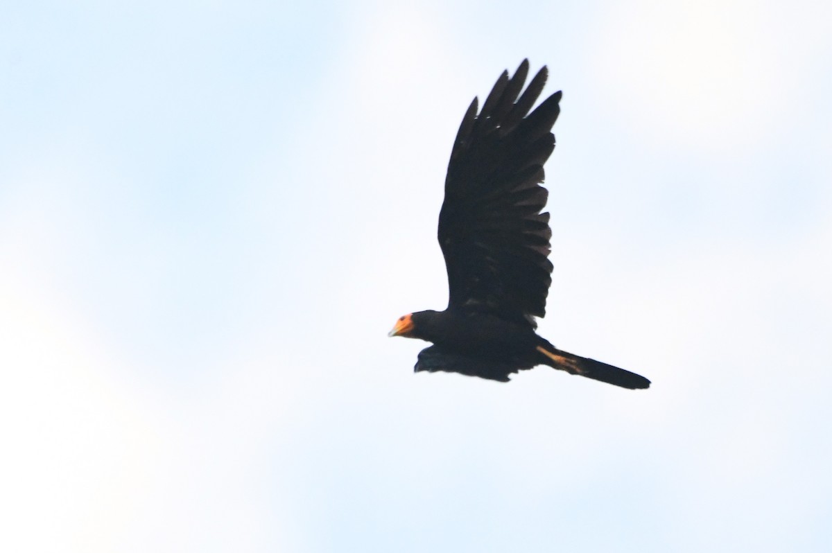 Black Caracara - ML622905132