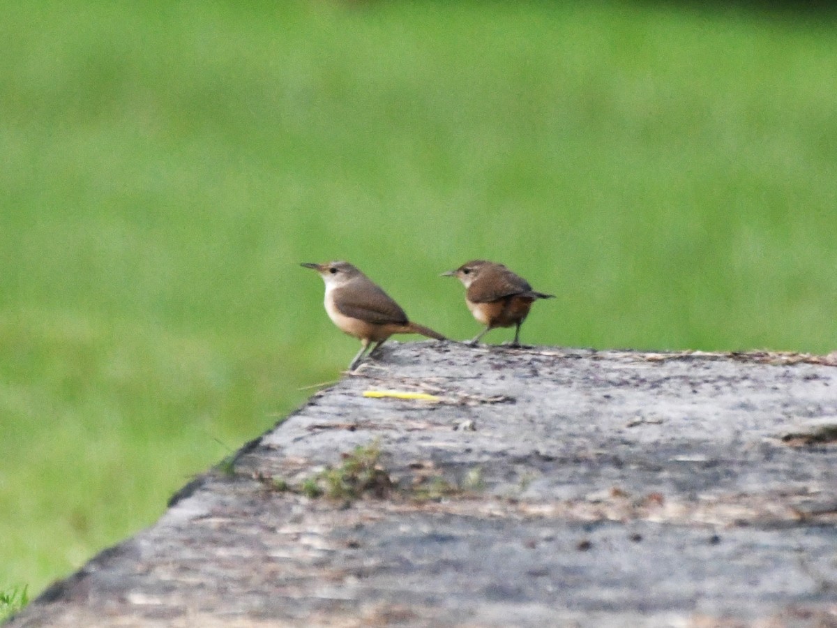 House Wren - ML622905141