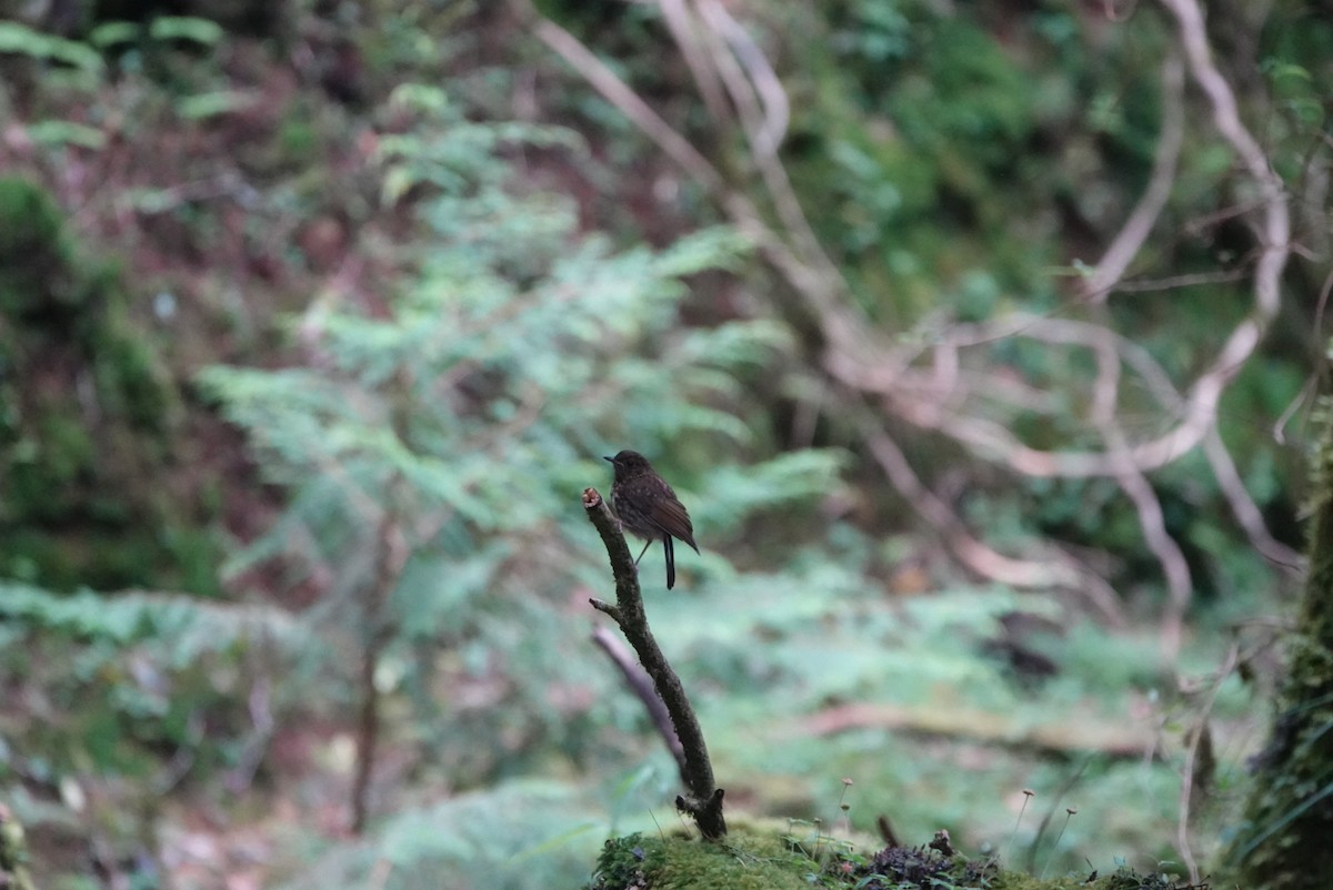 White-tailed Robin - ML622905191