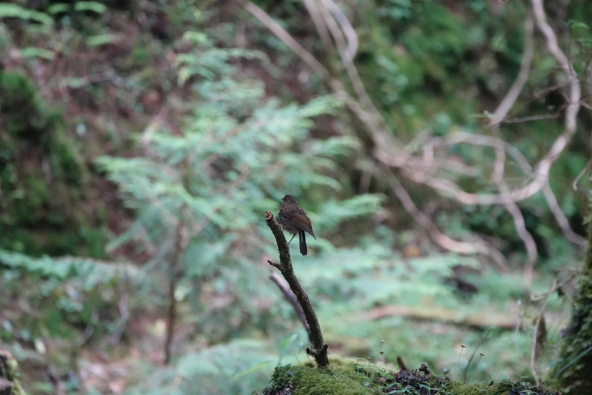 White-tailed Robin - ML622905192