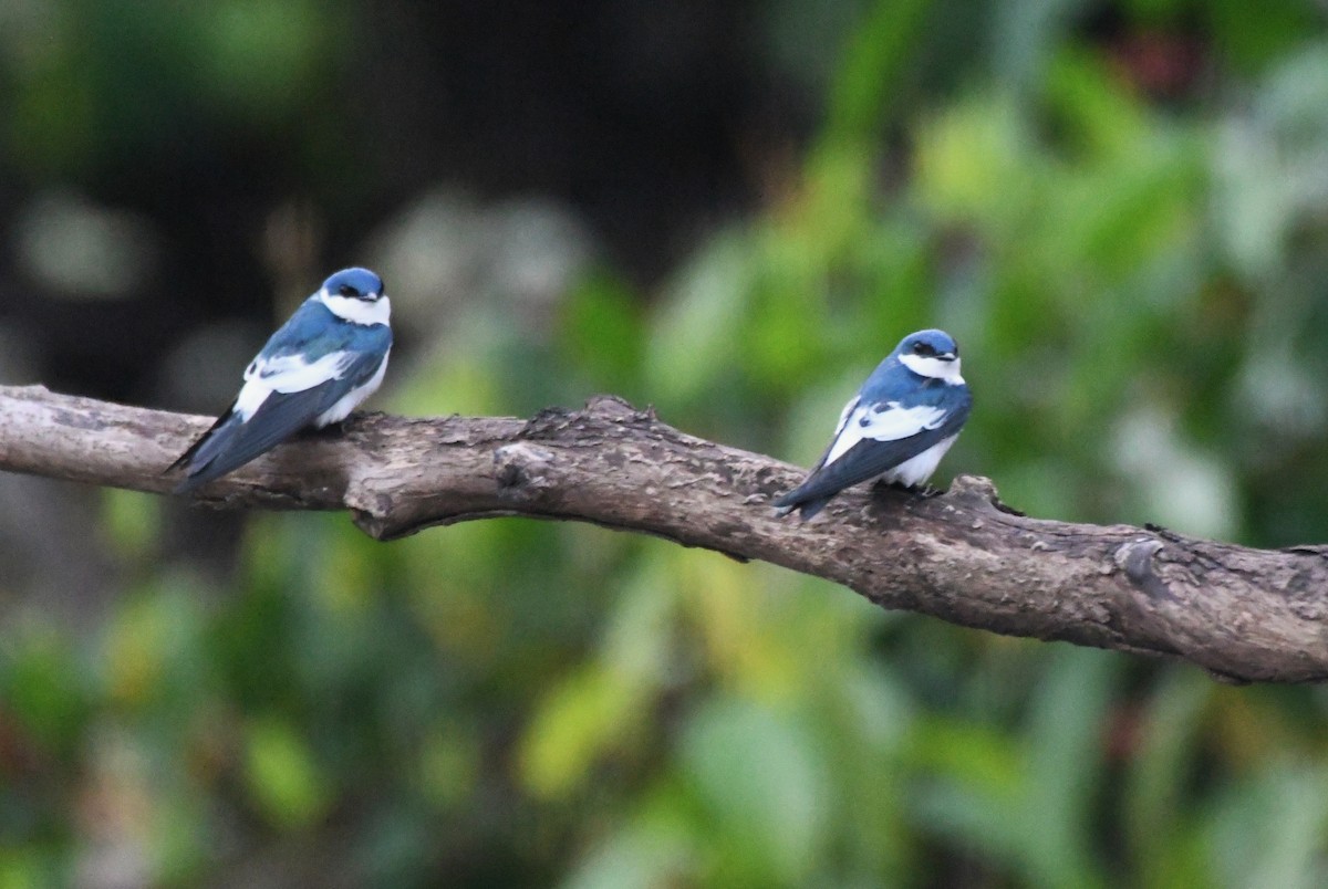 White-winged Swallow - ML622905229