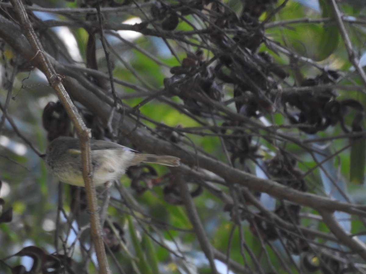 Brown Thornbill - ML622905263