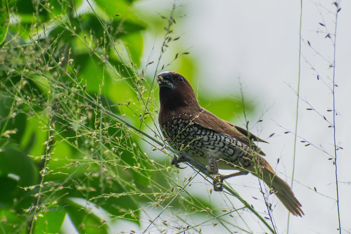 Scaly-breasted Munia - ML622905324