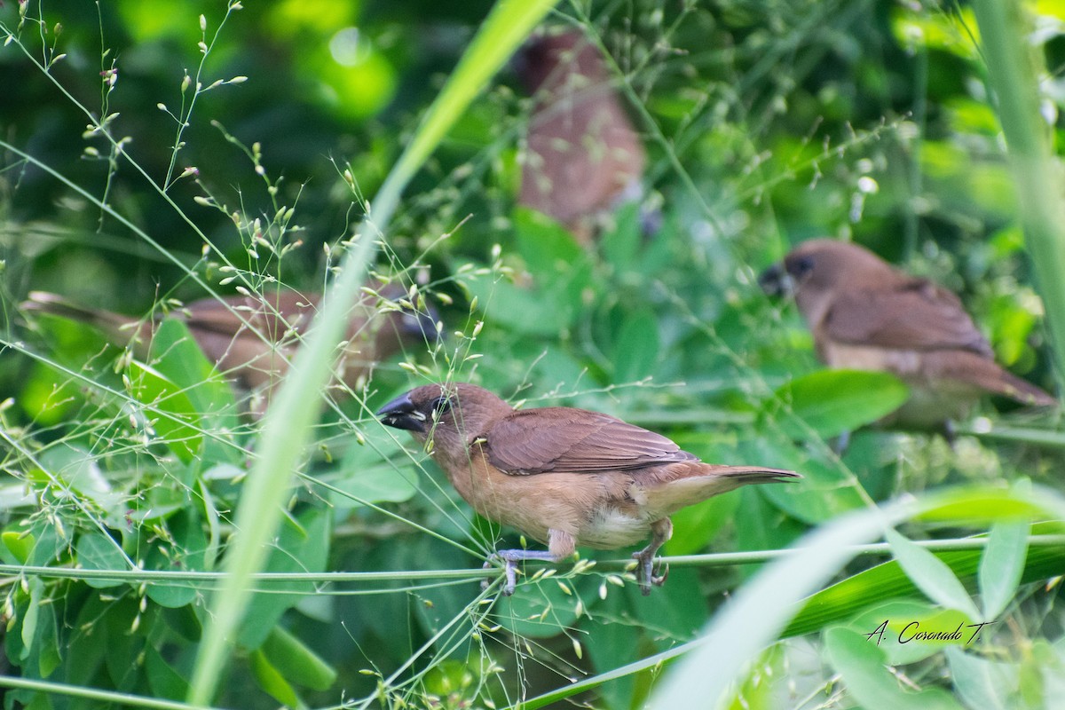 Scaly-breasted Munia - ML622905325