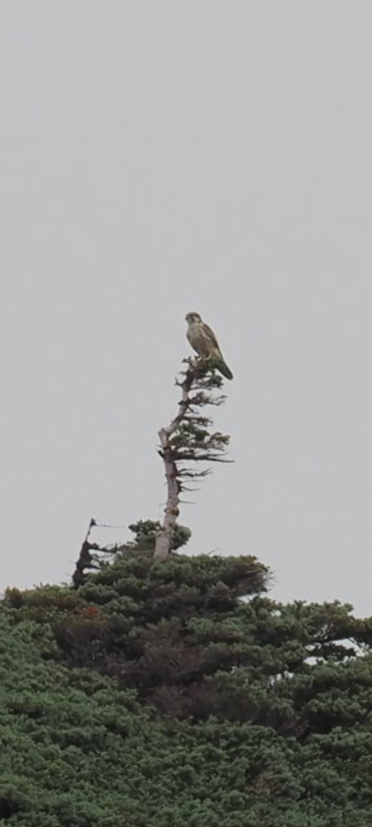 Prairie Falcon - ML622905340