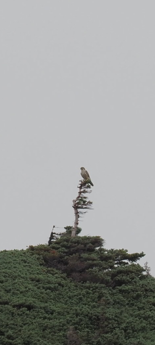 Prairie Falcon - ML622905341