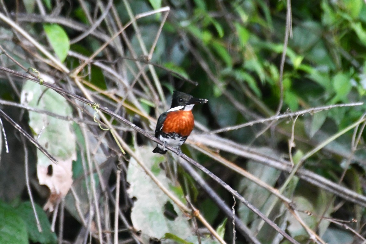 Green Kingfisher - ML622905350