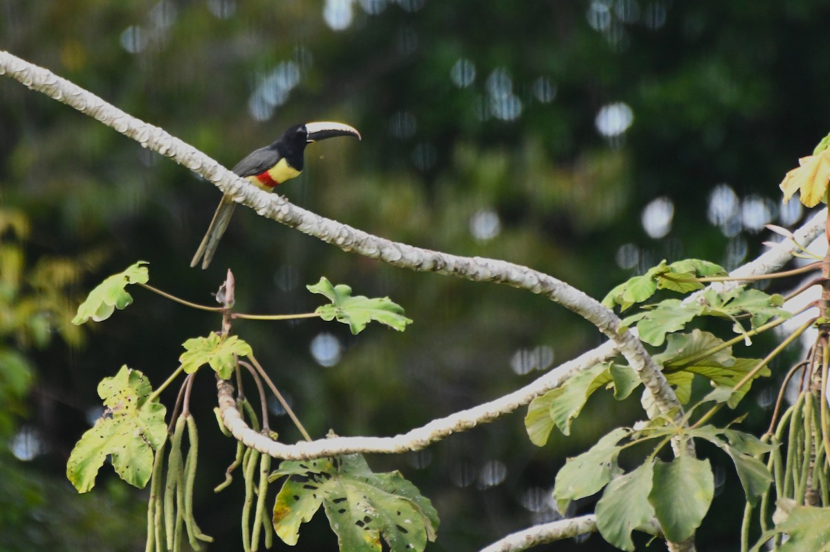 Black-necked Aracari - ML622905356