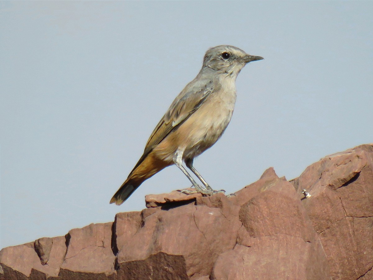 Persian Wheatear - ML622905396