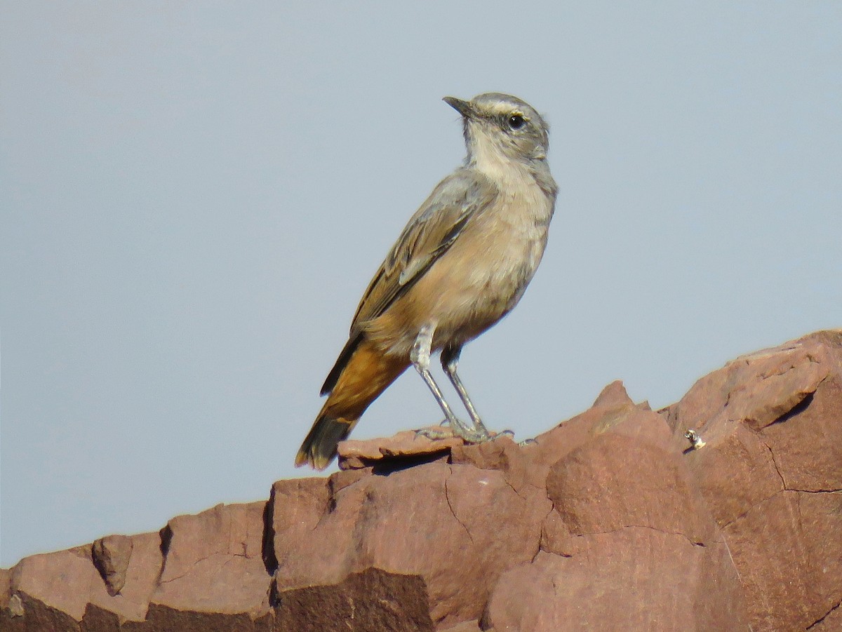 Persian Wheatear - ML622905399