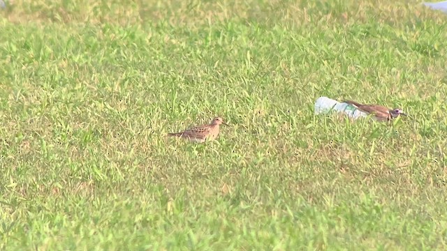 Pectoral Sandpiper - ML622905478