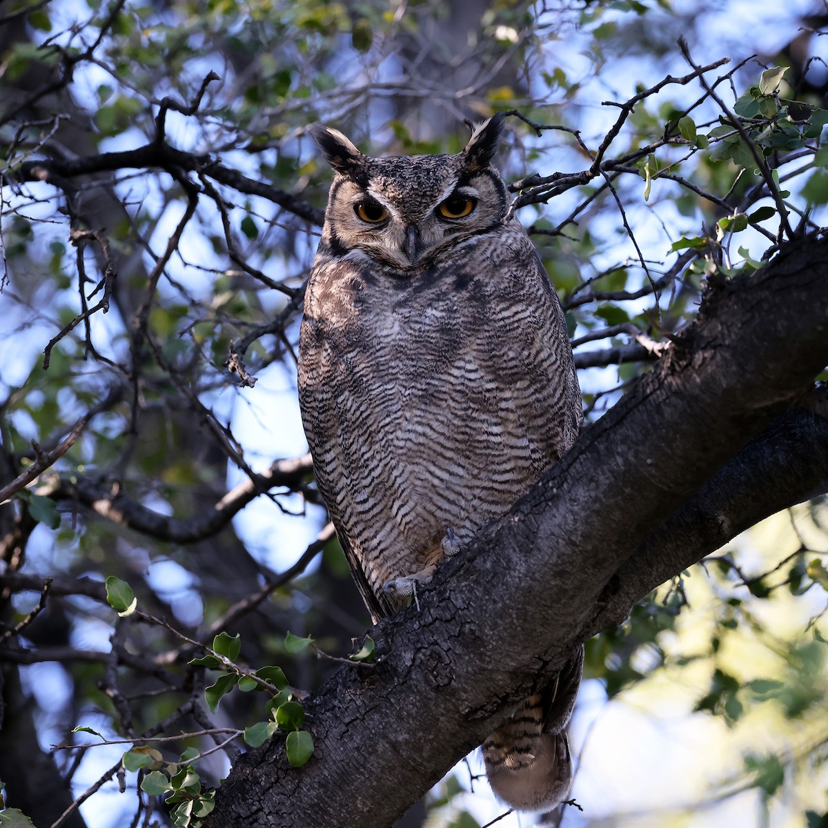 Lesser Horned Owl - ML622905632