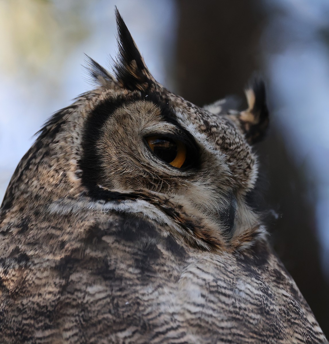 Lesser Horned Owl - ML622905633