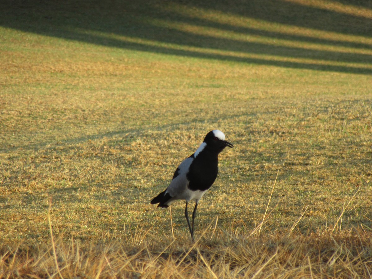 Blacksmith Lapwing - Ashlyn Campbell