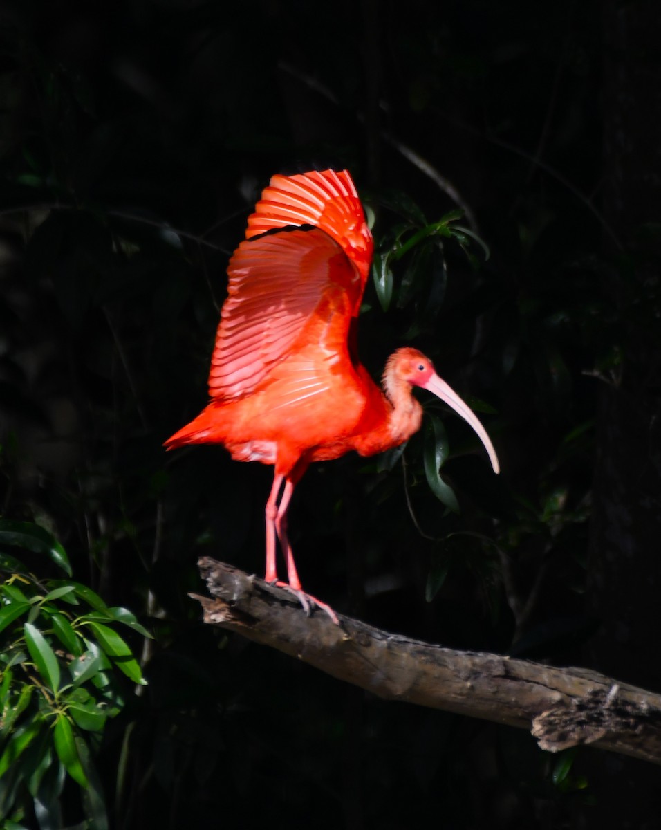 Scarlet Ibis - ML622905637