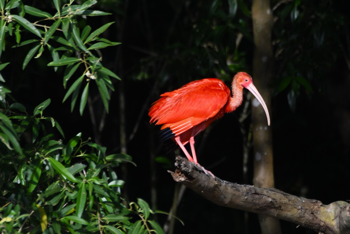 Scarlet Ibis - ML622905639