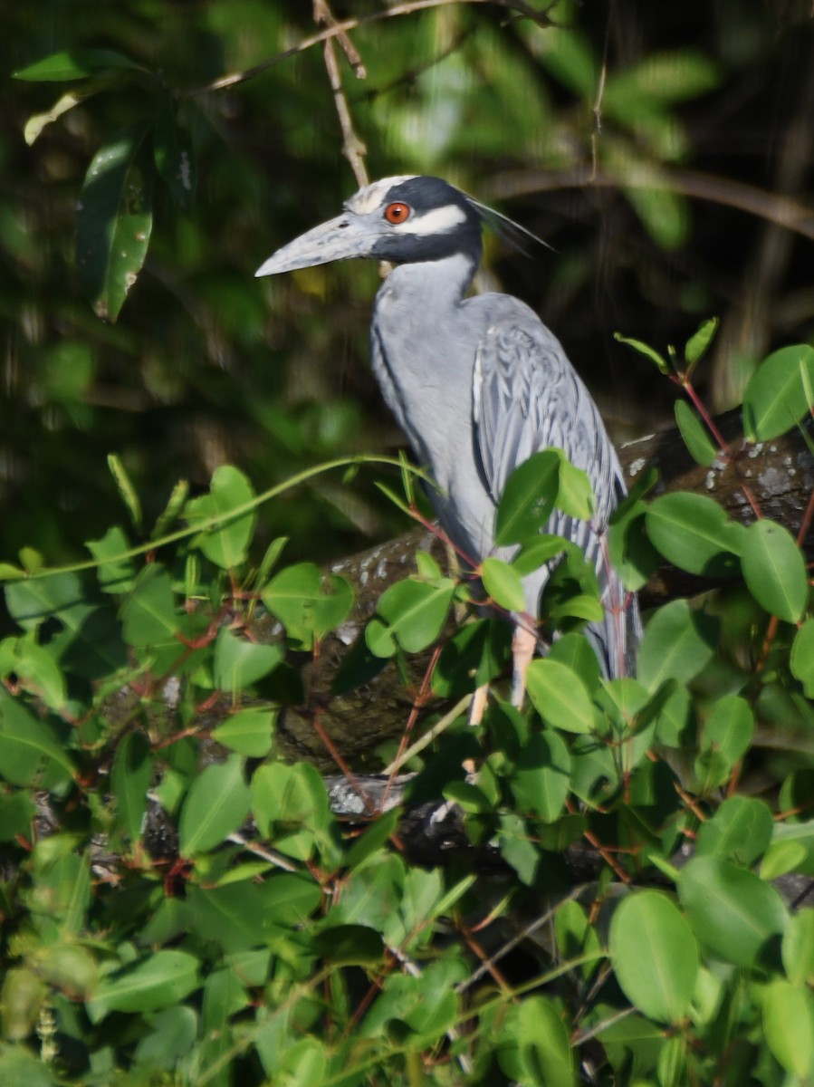 Yellow-crowned Night Heron - ML622905641