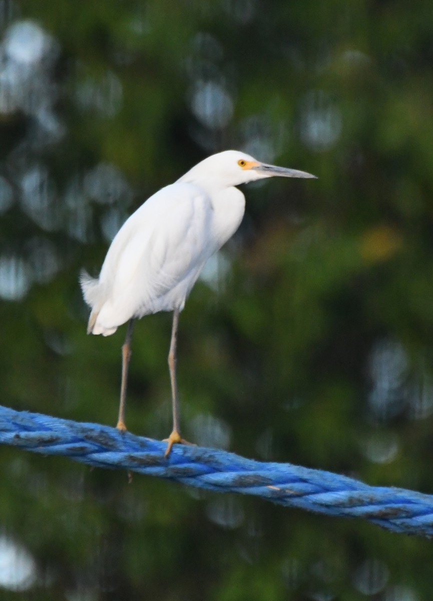 Snowy Egret - ML622905648