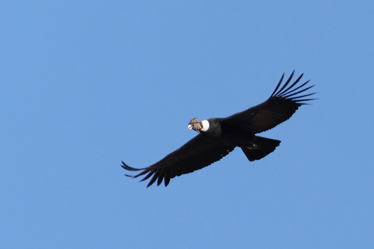 Andean Condor - ML622905650