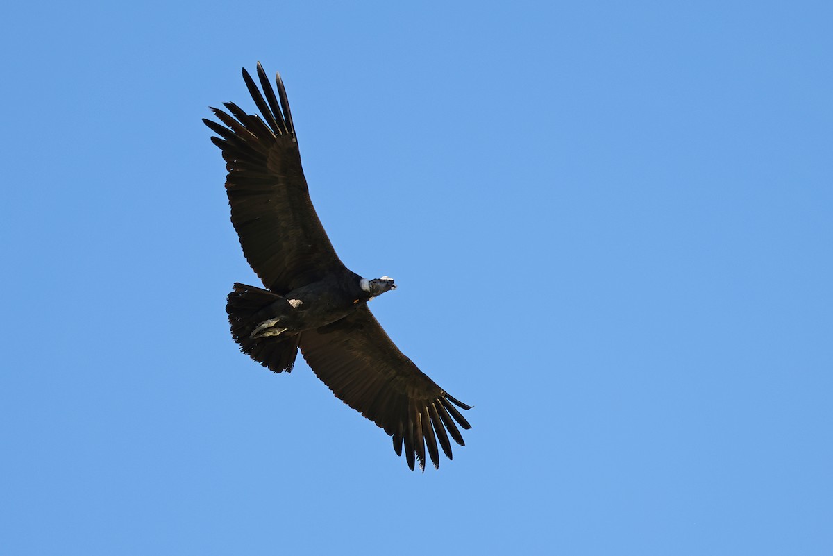 Andean Condor - ML622905653