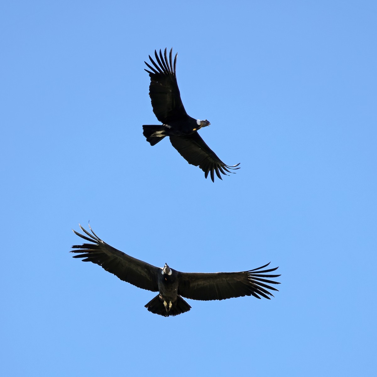 Andean Condor - ML622905655