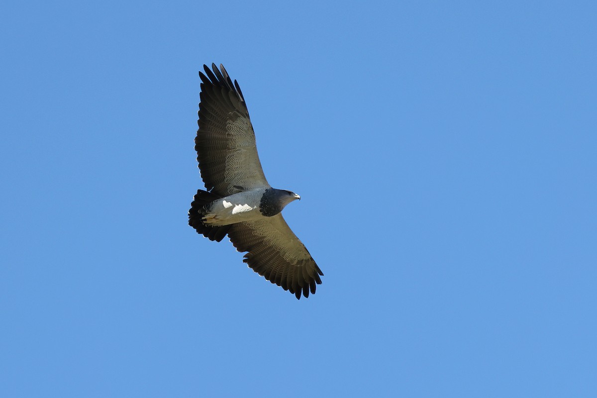 Black-chested Buzzard-Eagle - ML622905665