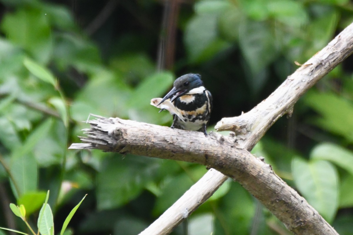 Green Kingfisher - ML622905667