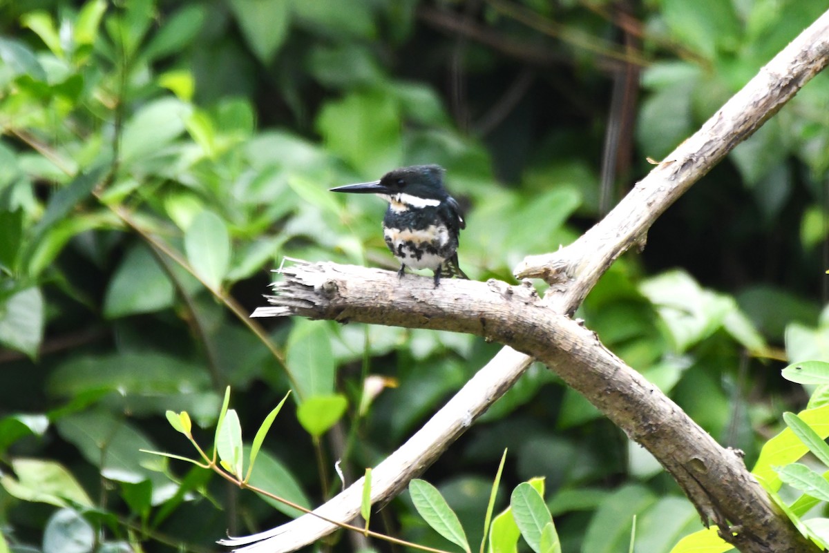 Green Kingfisher - ML622905668