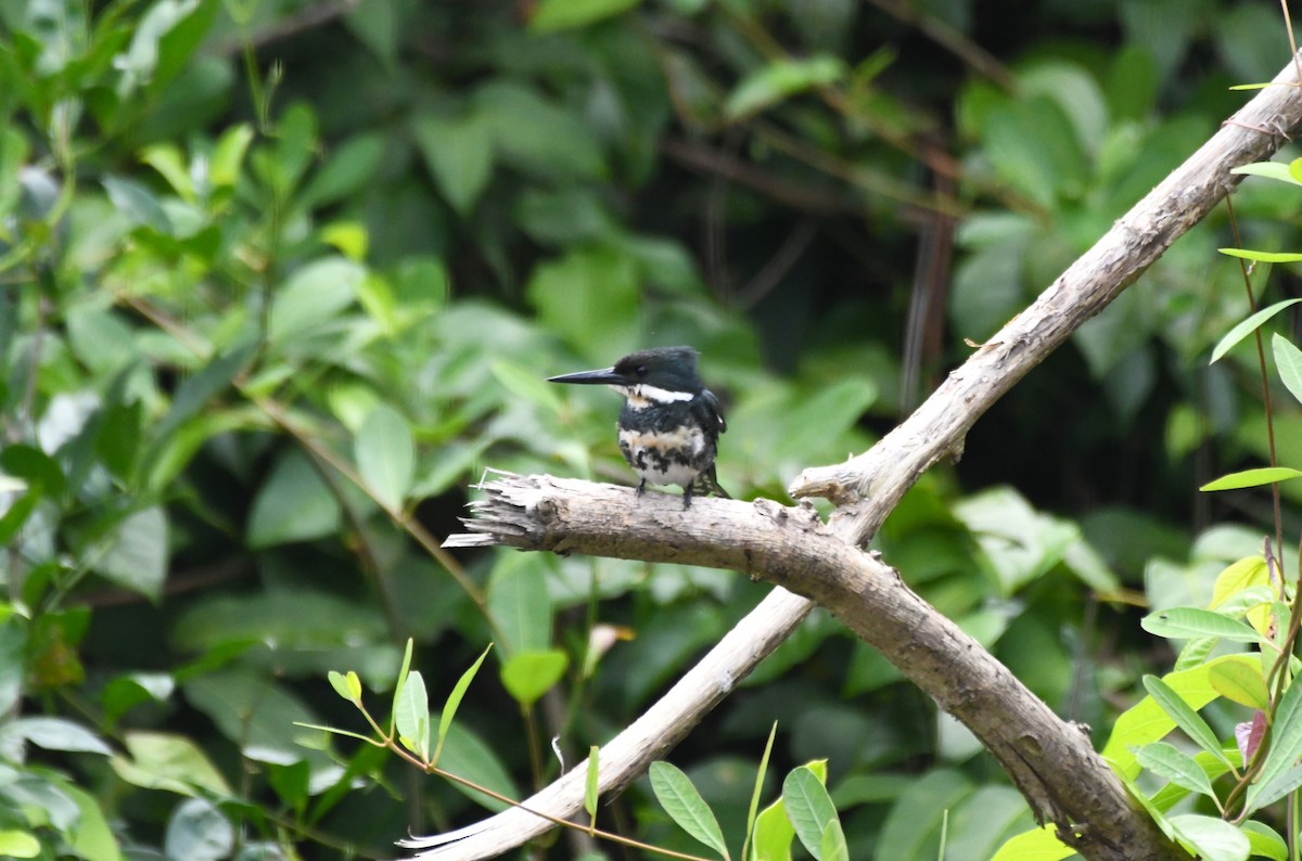 Green Kingfisher - ML622905669