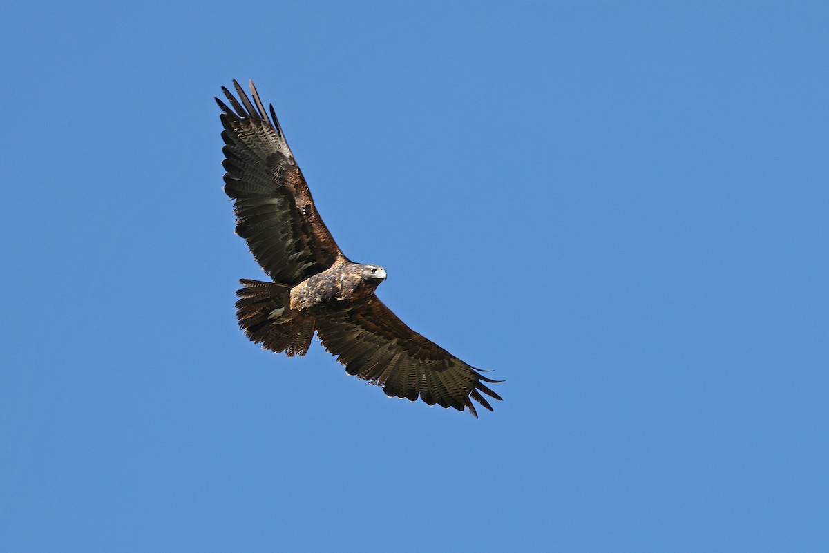 Black-chested Buzzard-Eagle - ML622905670